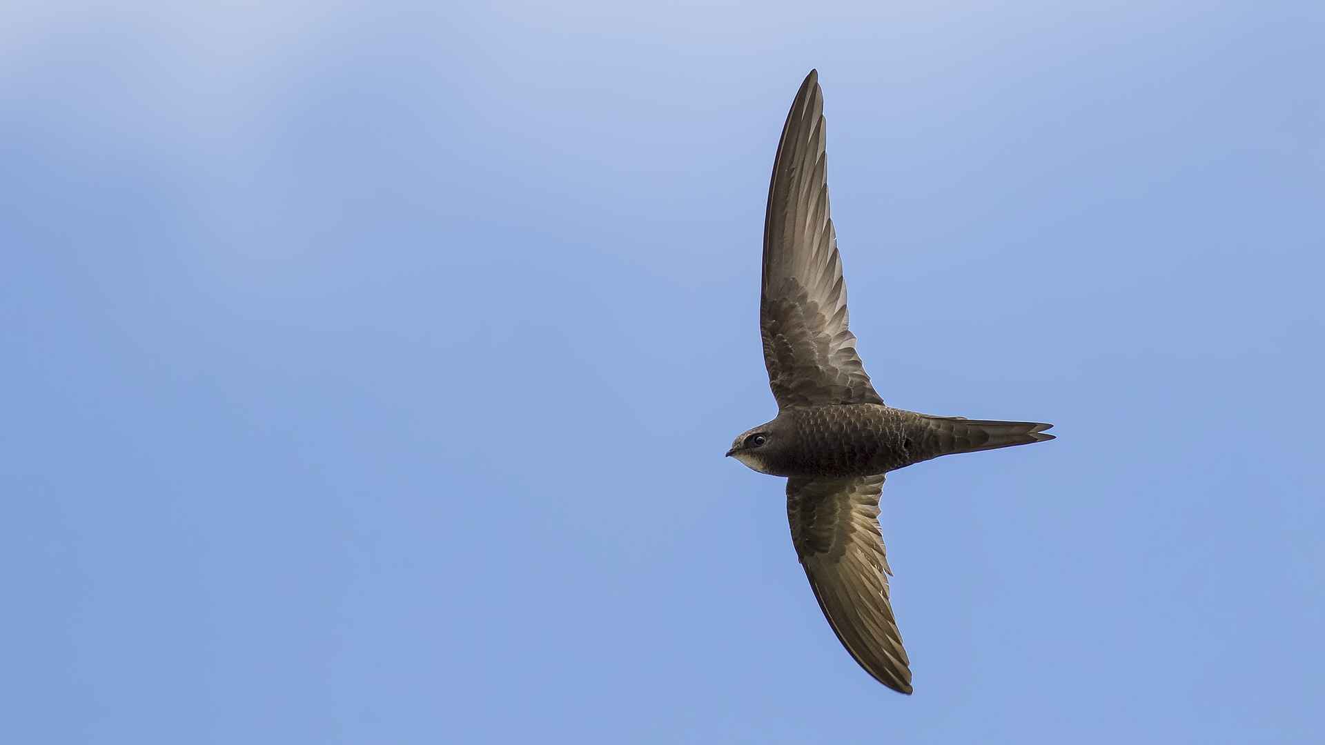 Common Swift