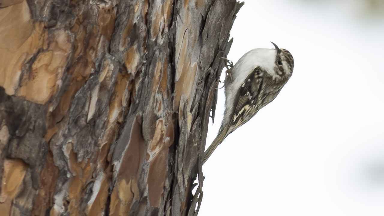 Eurasian Treecreeper