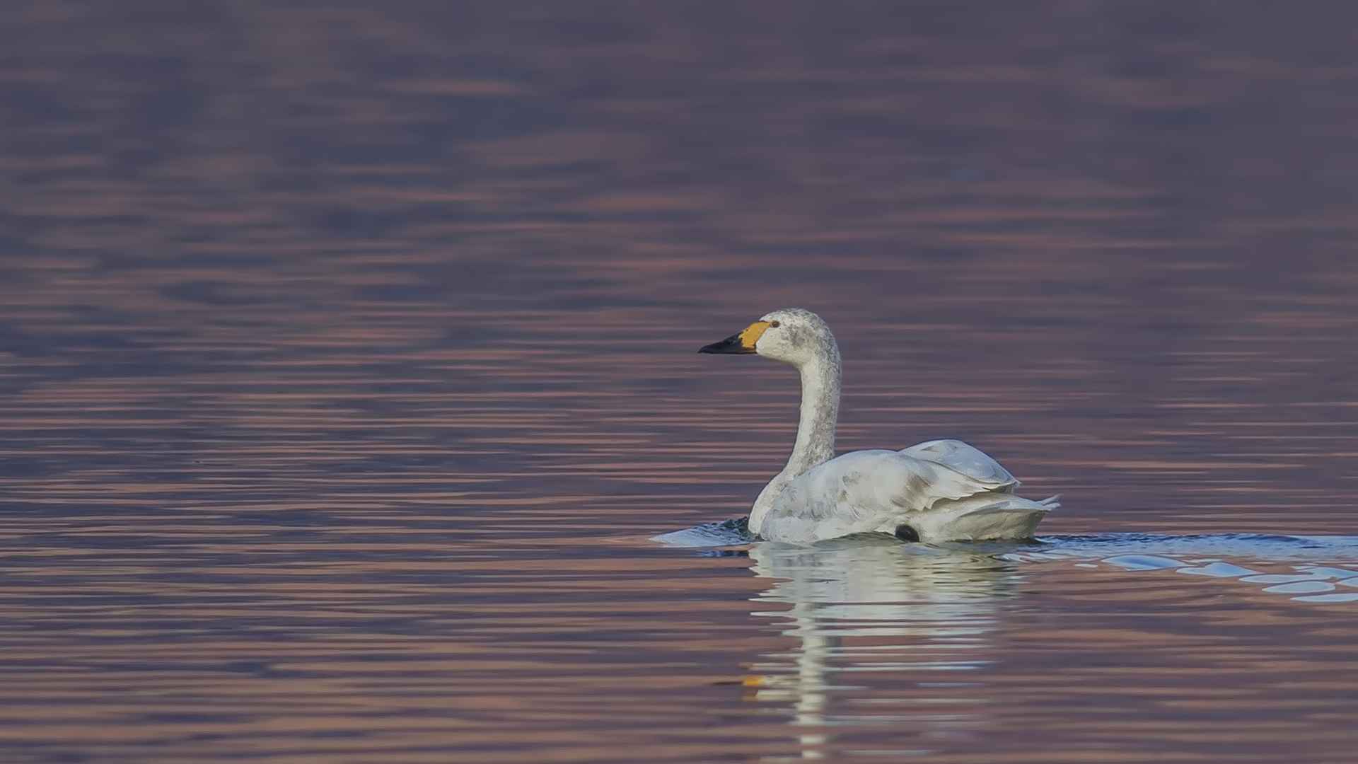 Tundra Swan