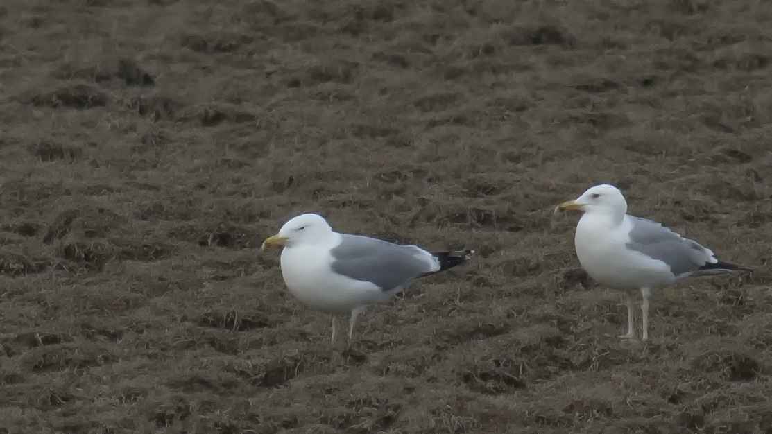 Caspian Gull