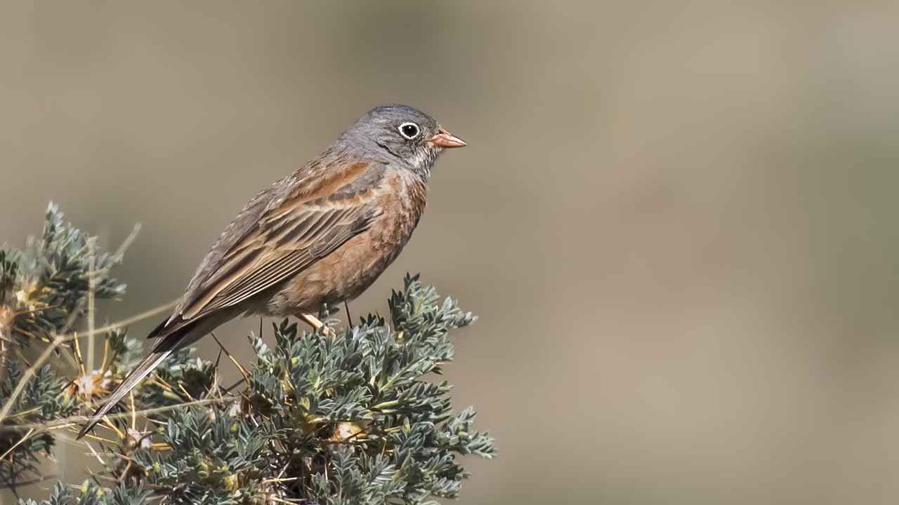 Gray-necked Bunting