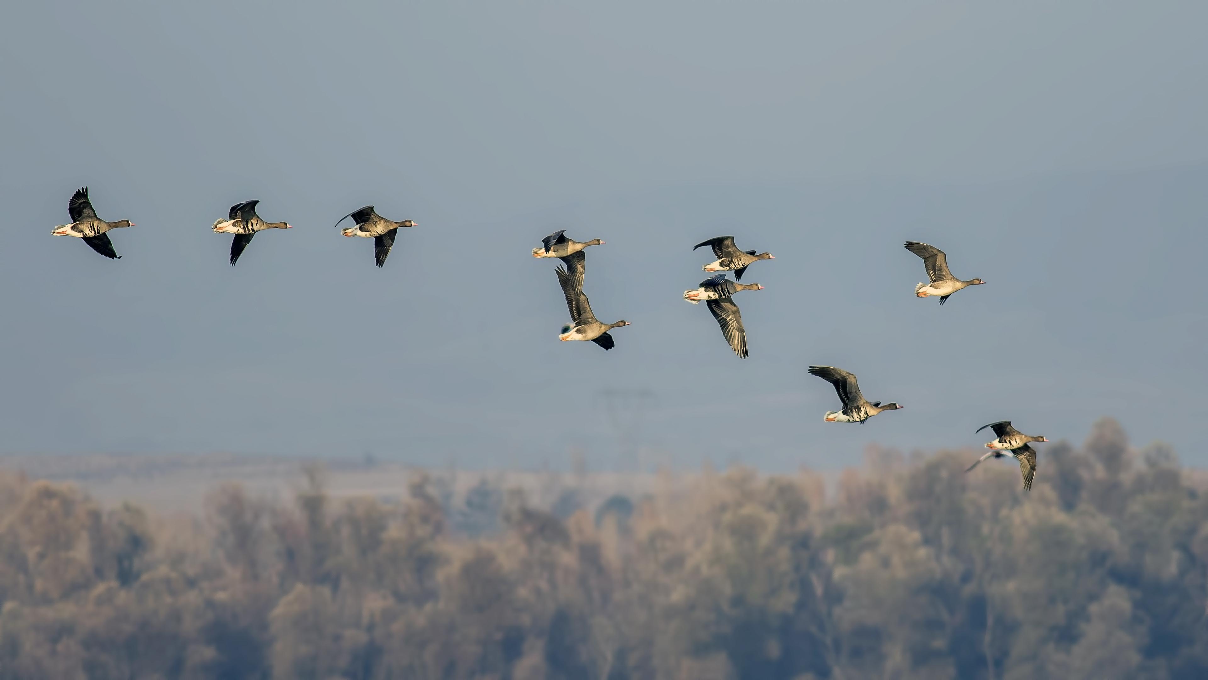 Greater White-fronted Goose
