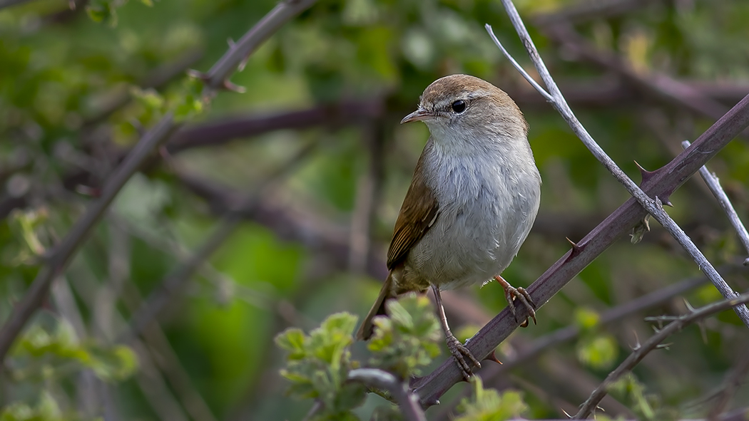 Cetti's Warbler