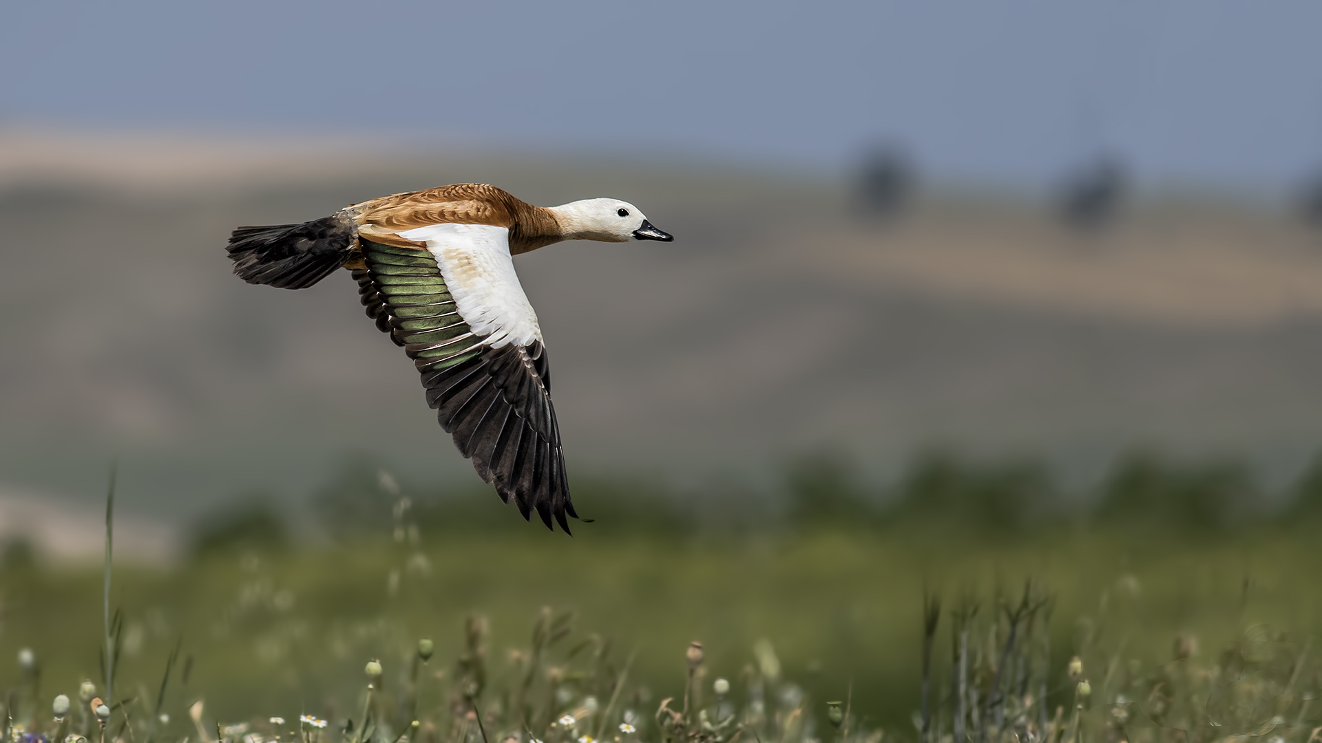 Ruddy Shelduck