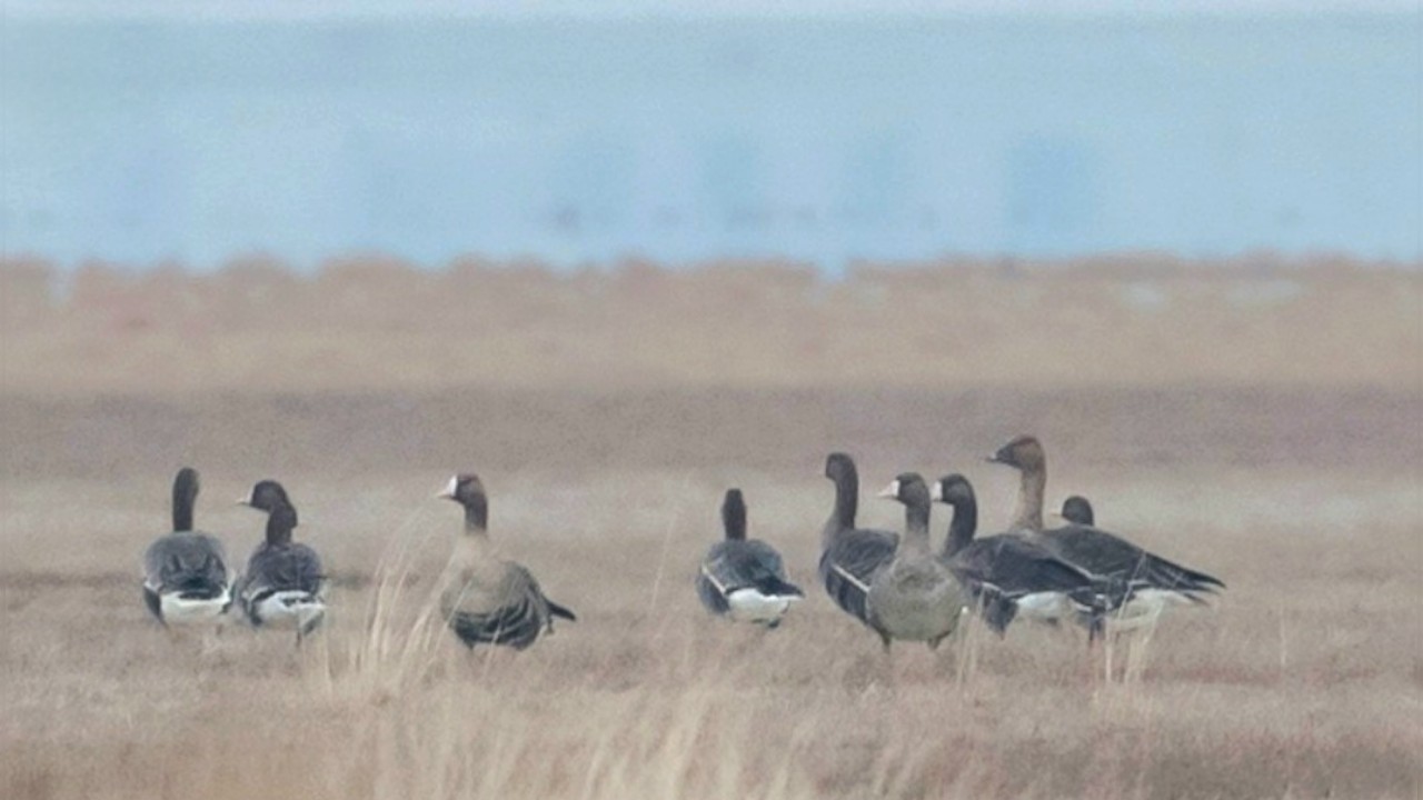 Taiga Bean-Goose