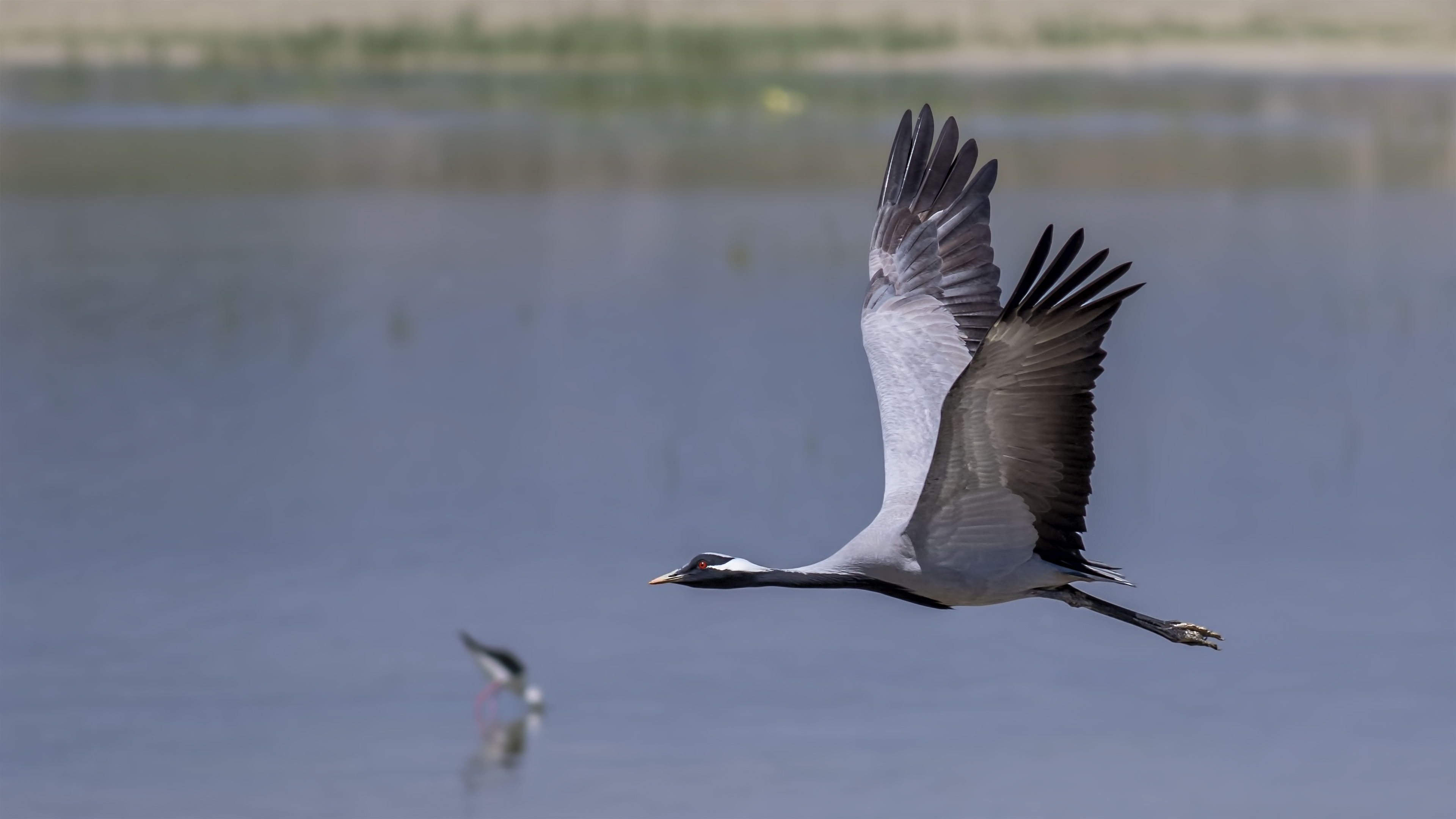 Demoiselle Crane