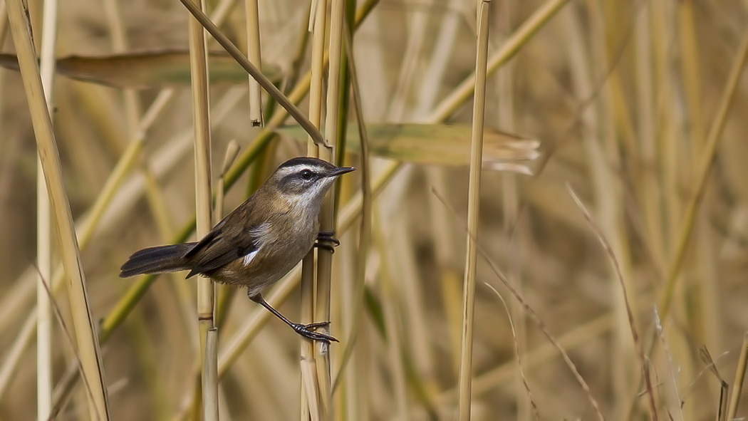 Moustached Warbler
