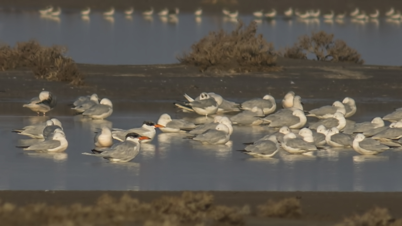 Caspian Tern