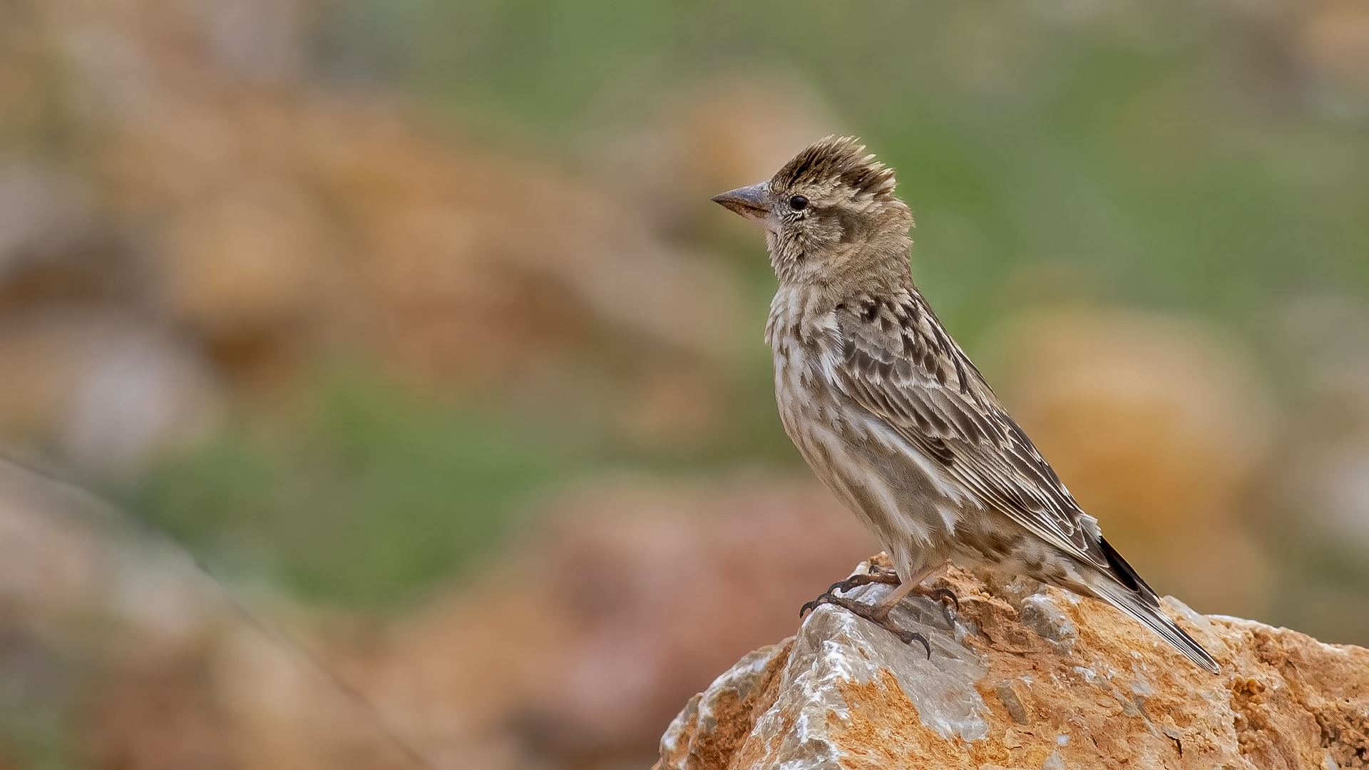 Rock Sparrow