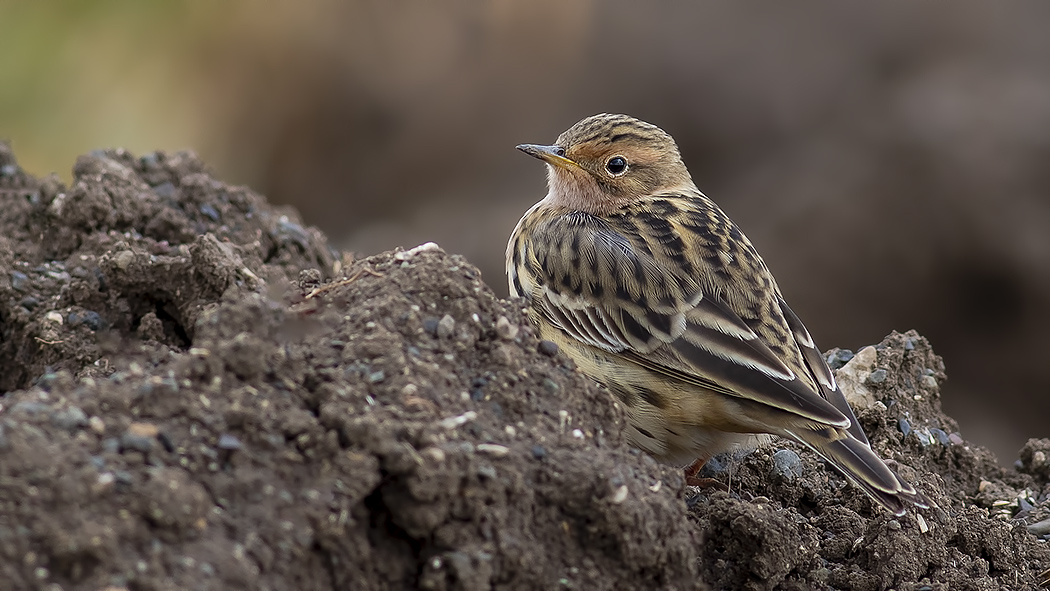 Red-throated Pipit