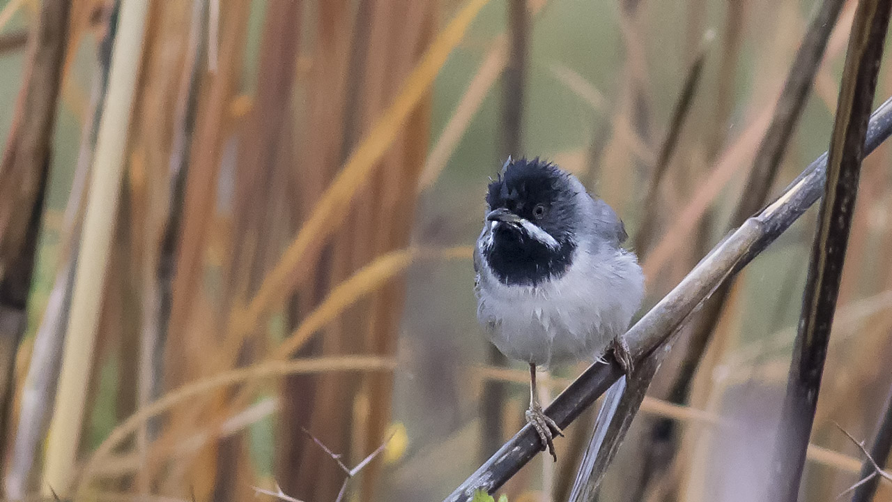 Rüppell's Warbler