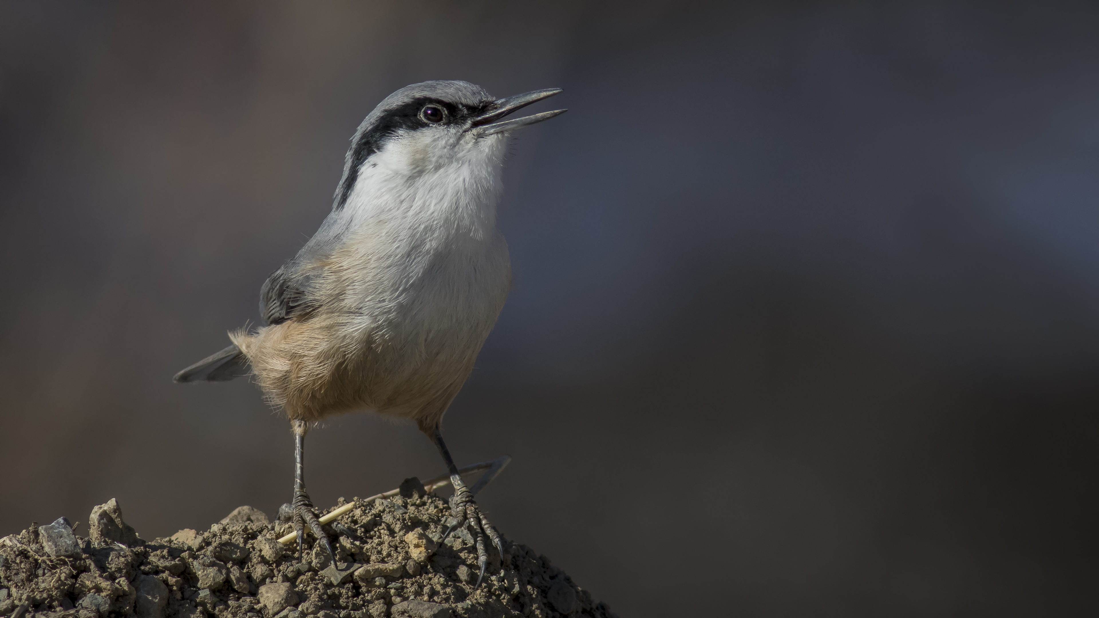 Western Rock Nuthatch