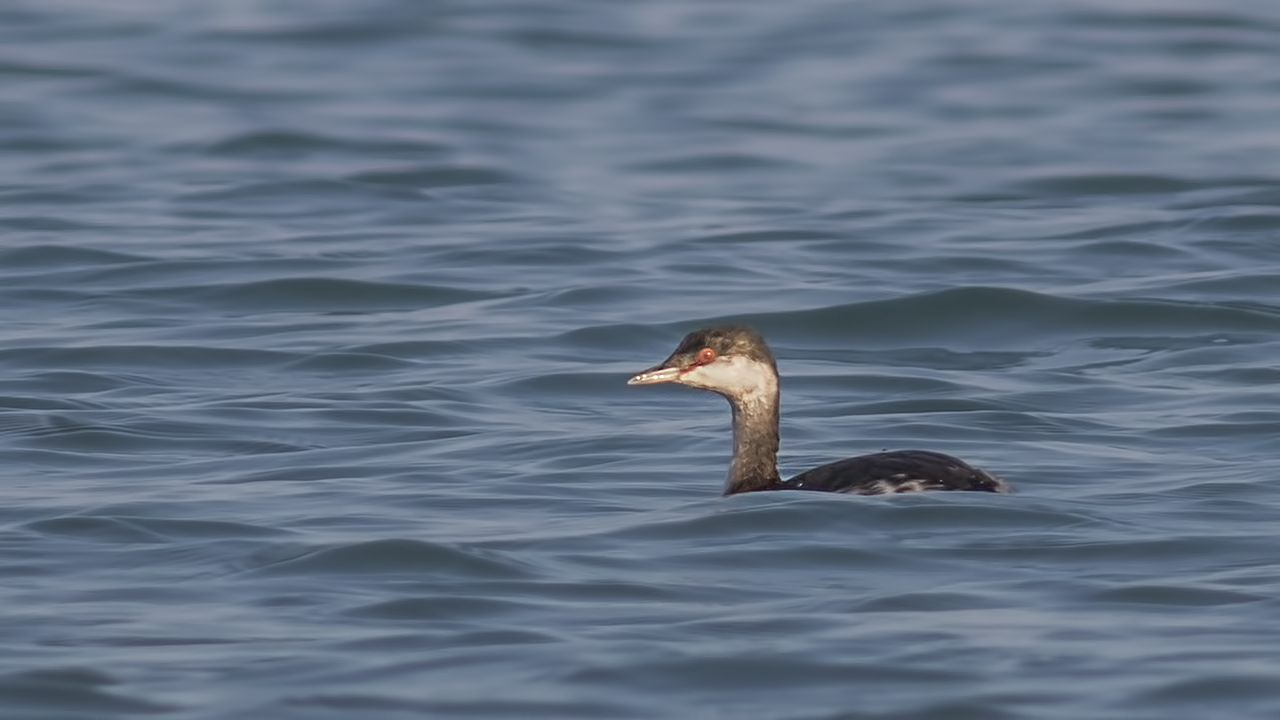 Horned Grebe