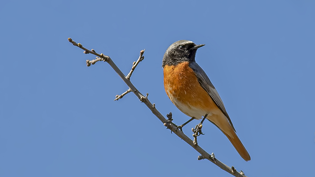 Common Redstart