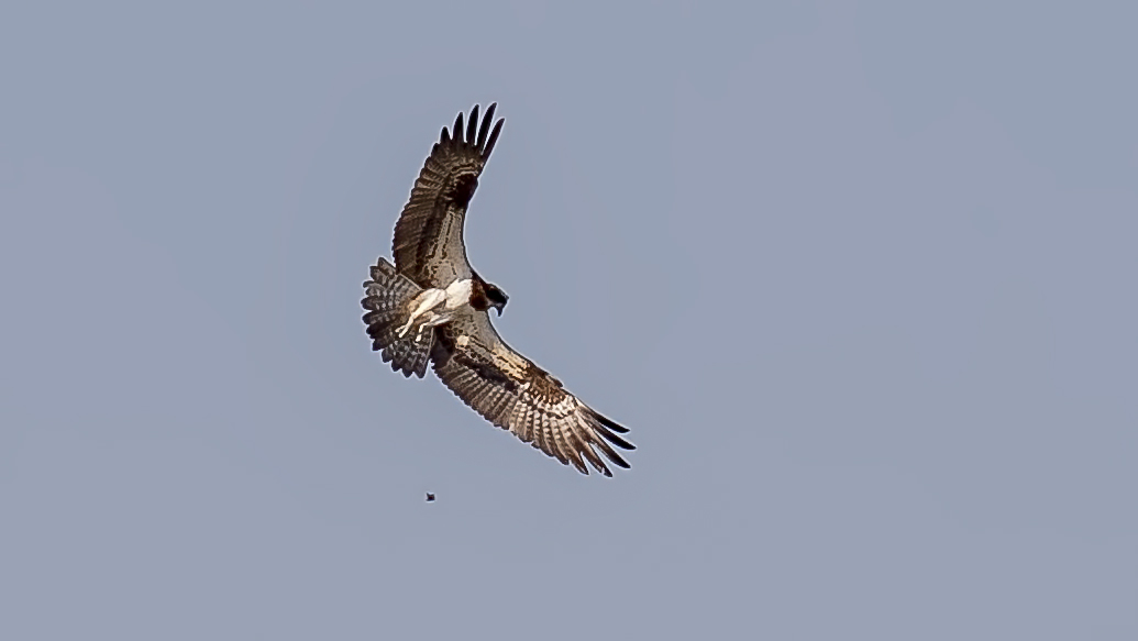 Osprey — Ana fotoğraf