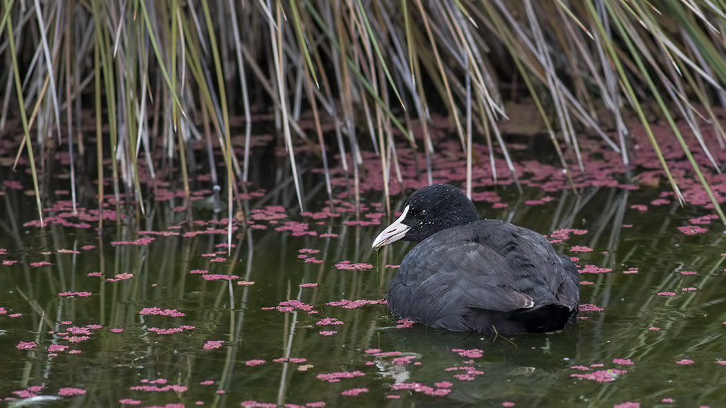 Eurasian Coot