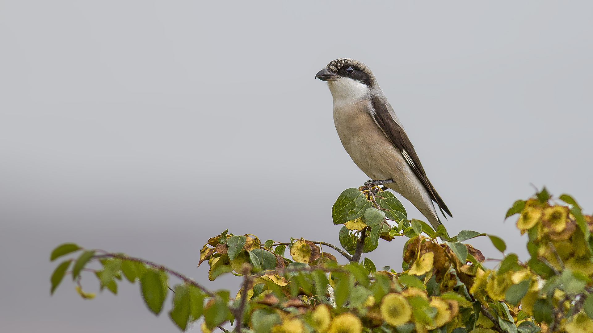 Lesser Gray Shrike