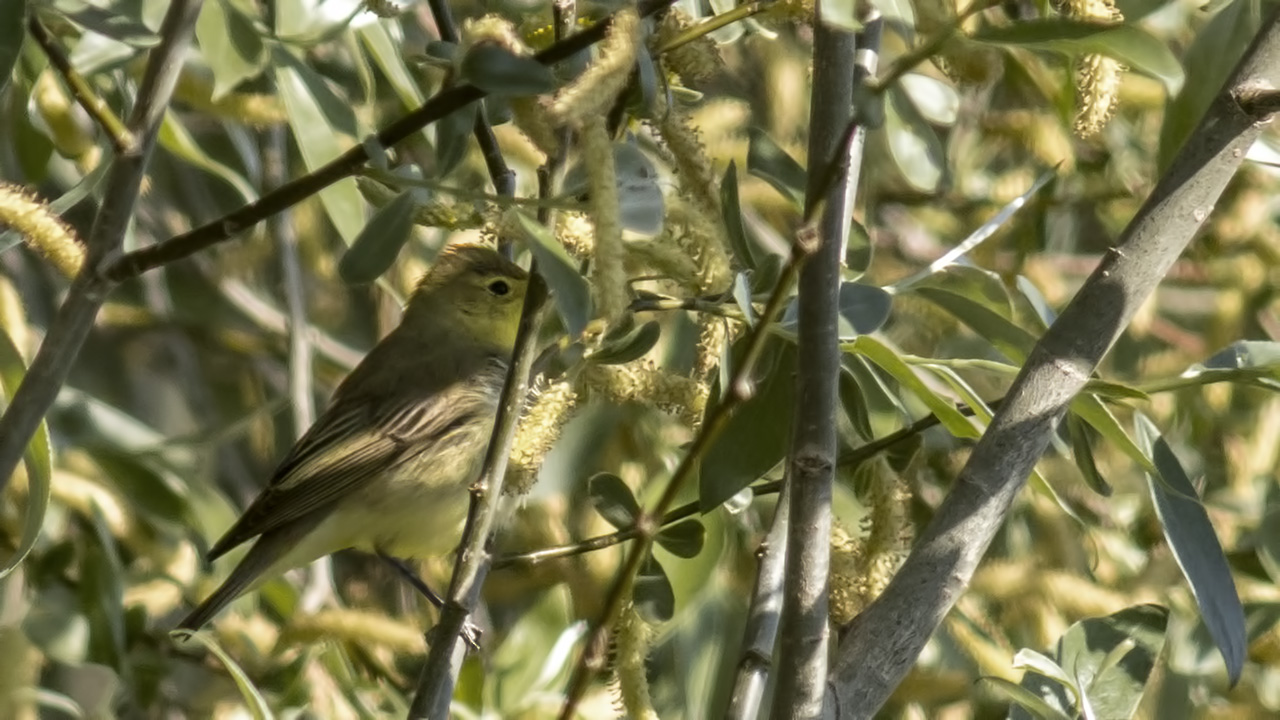 Icterine Warbler