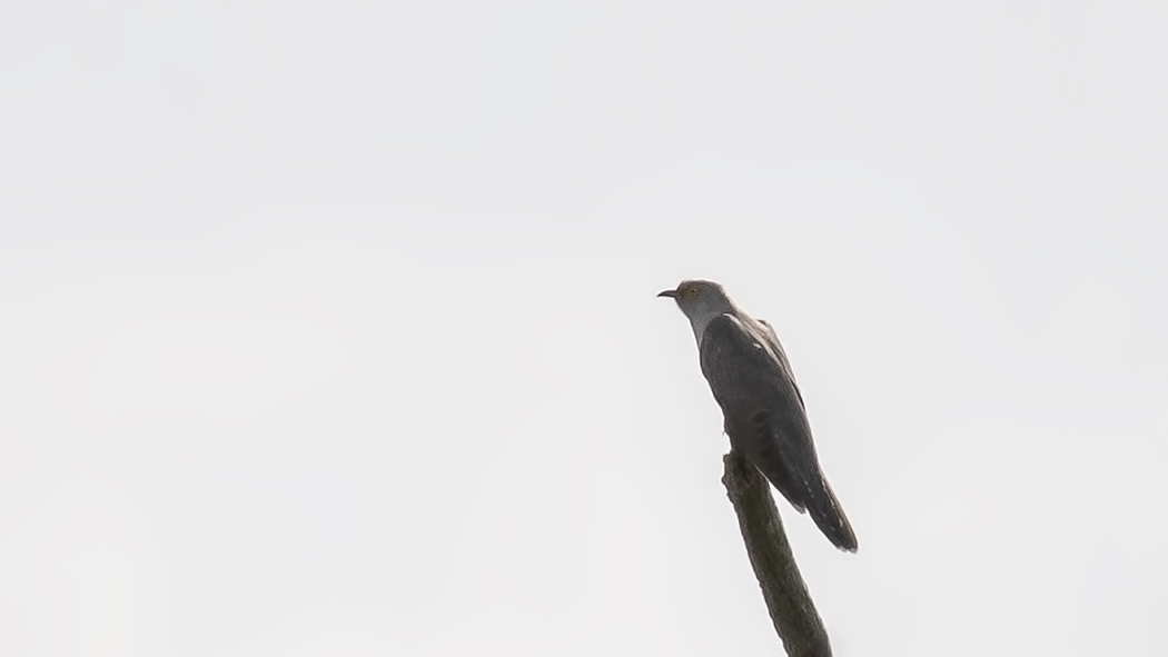 Common Cuckoo