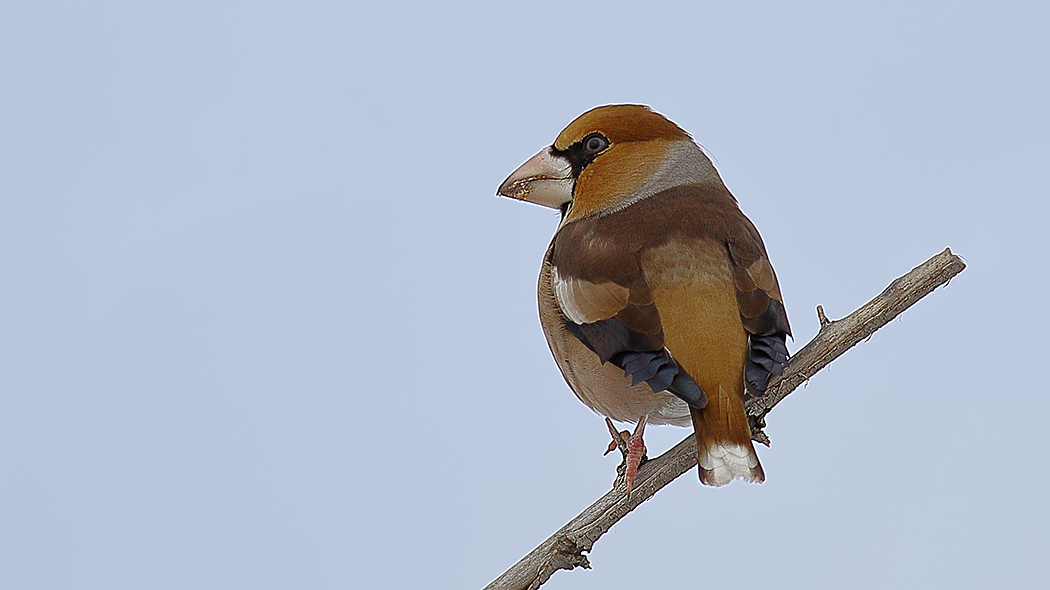 Hawfinch