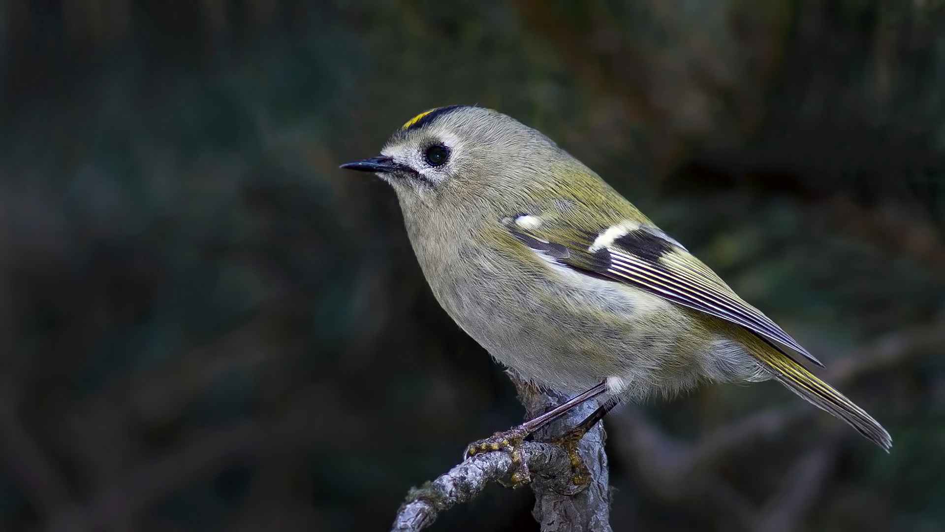 Goldcrest