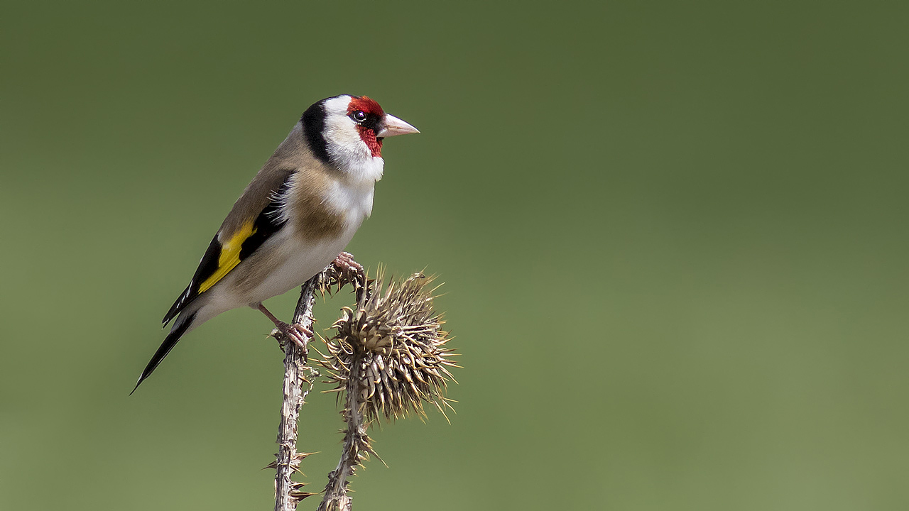 European Goldfinch