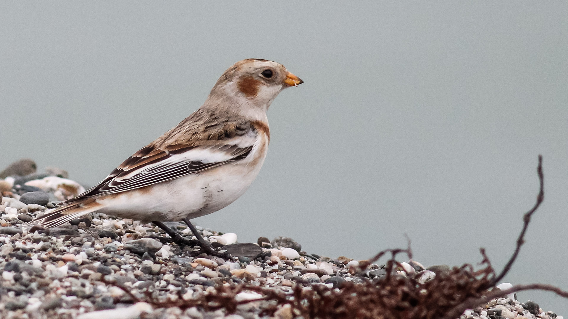 Snow Bunting