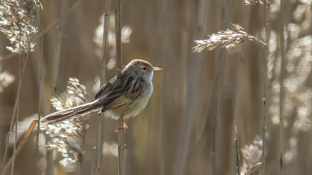 Graceful Prinia
