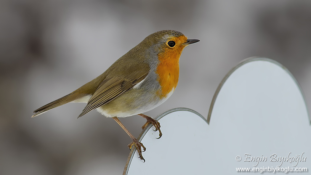European Robin