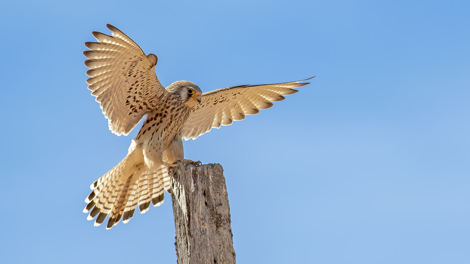Lesser Kestrel — Ana fotoğraf