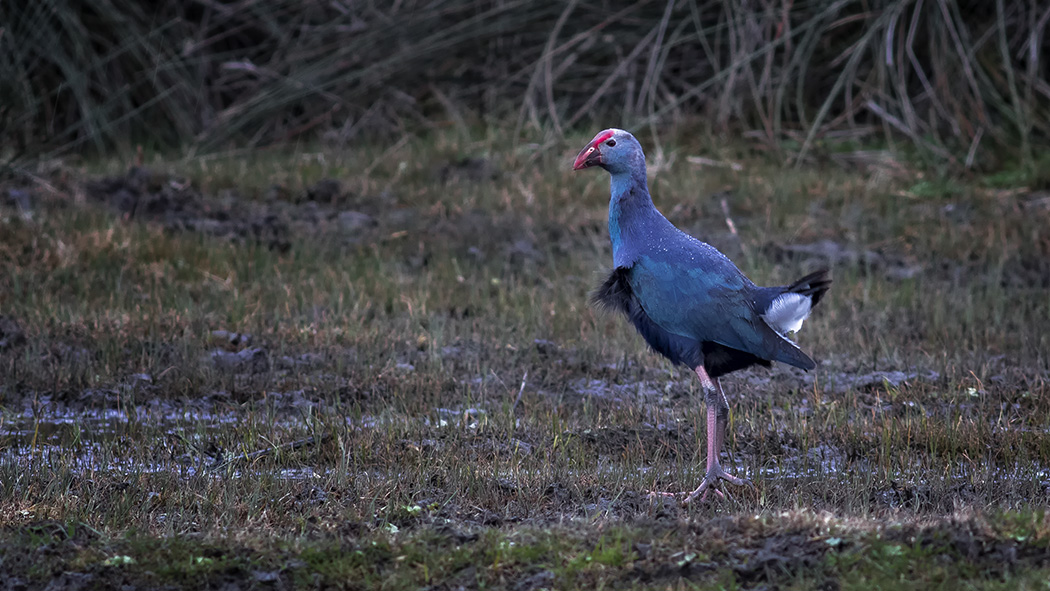 Western Swamphen