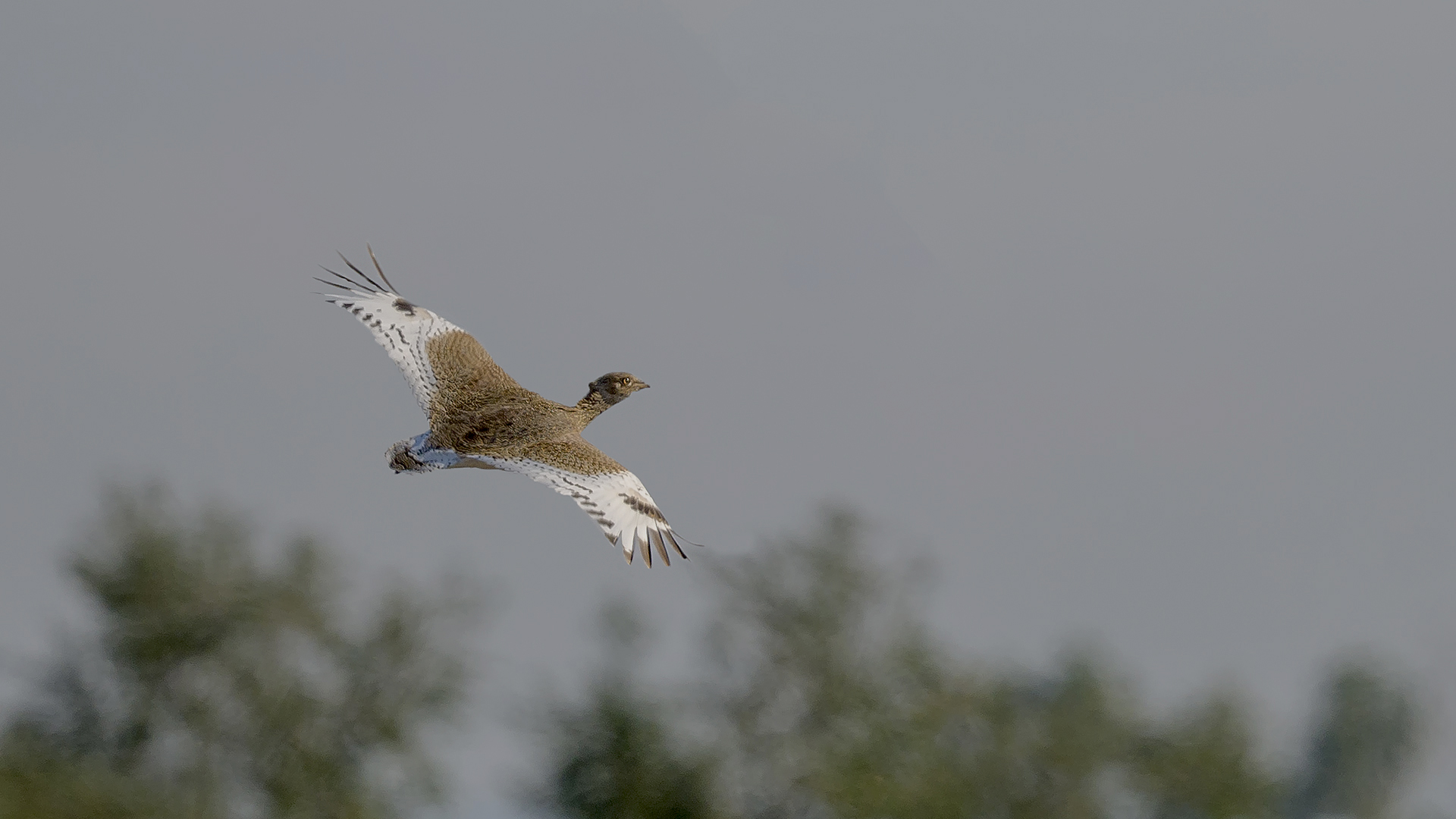 Little Bustard