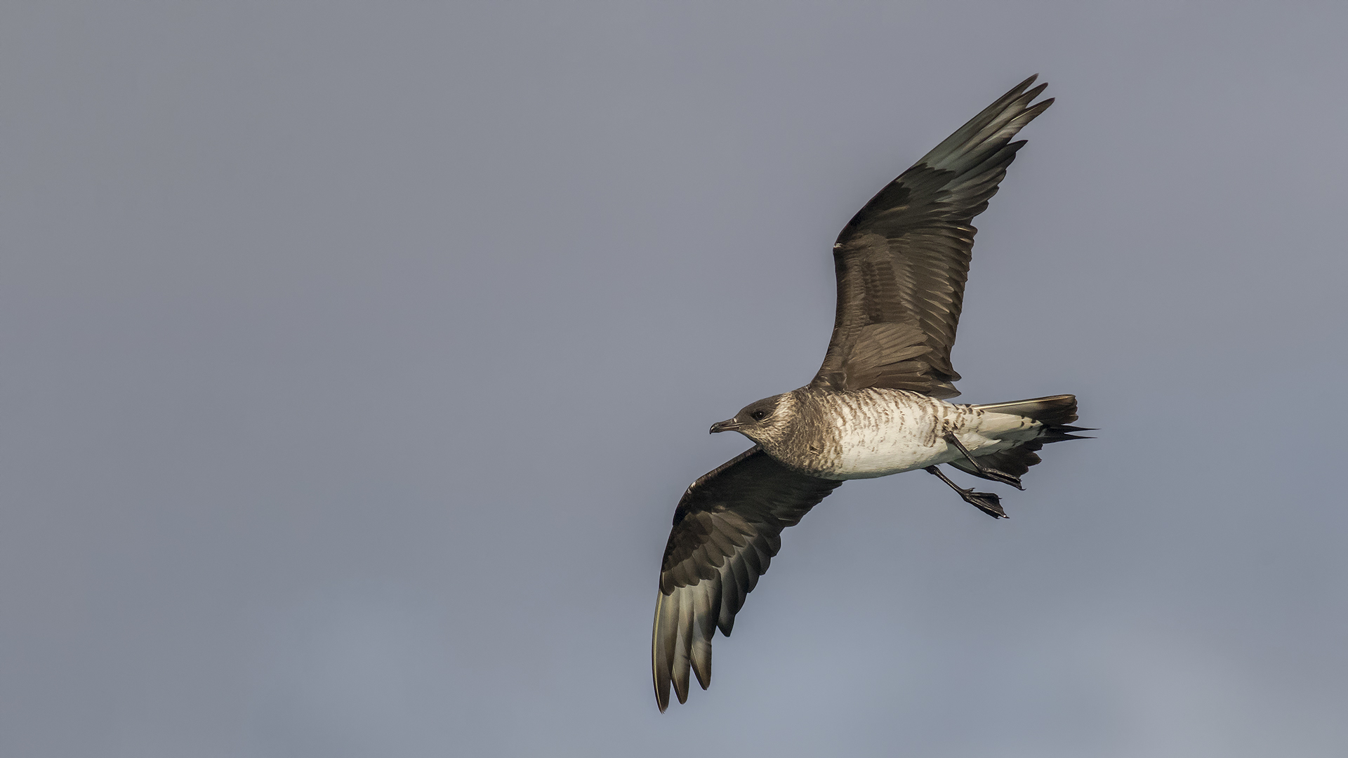 Parasitic Jaeger