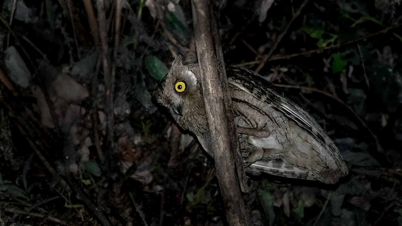 Pallid Scops-Owl