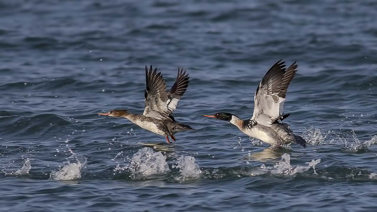 Red-breasted Merganser