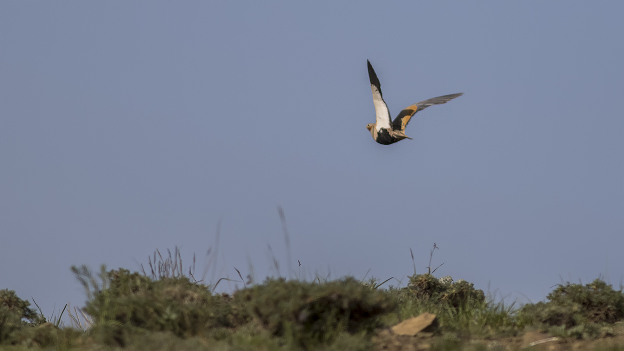 Black-bellied Sandgrouse