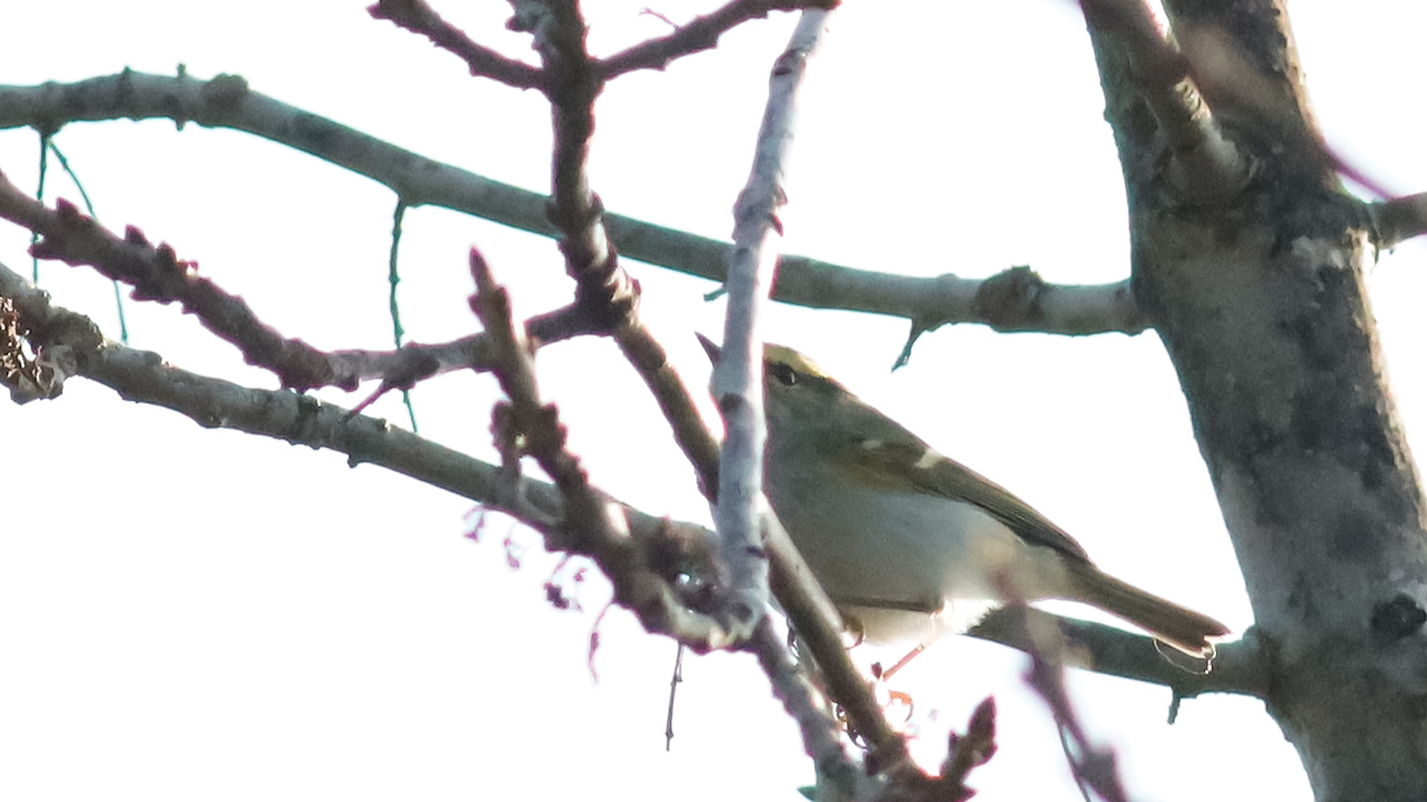 Pallas's Leaf Warbler