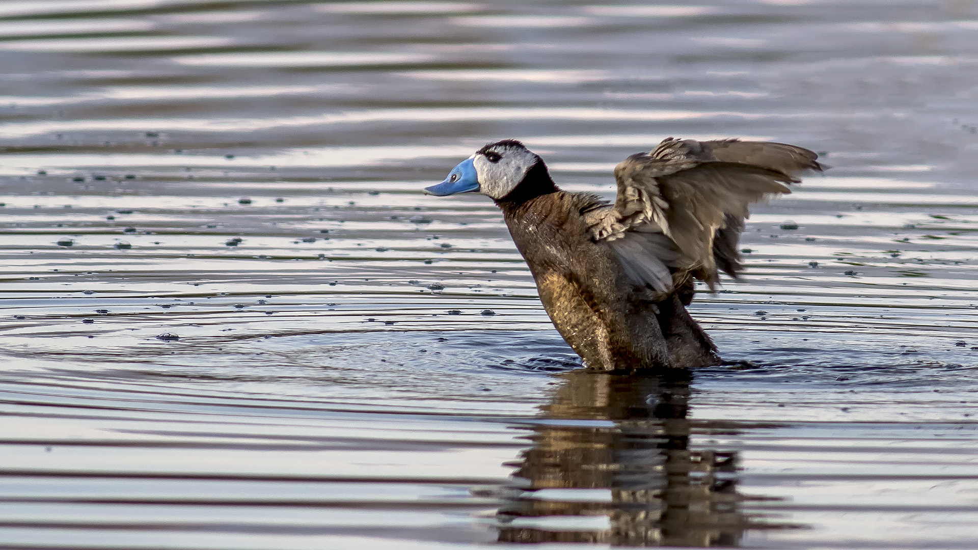 White-headed Duck