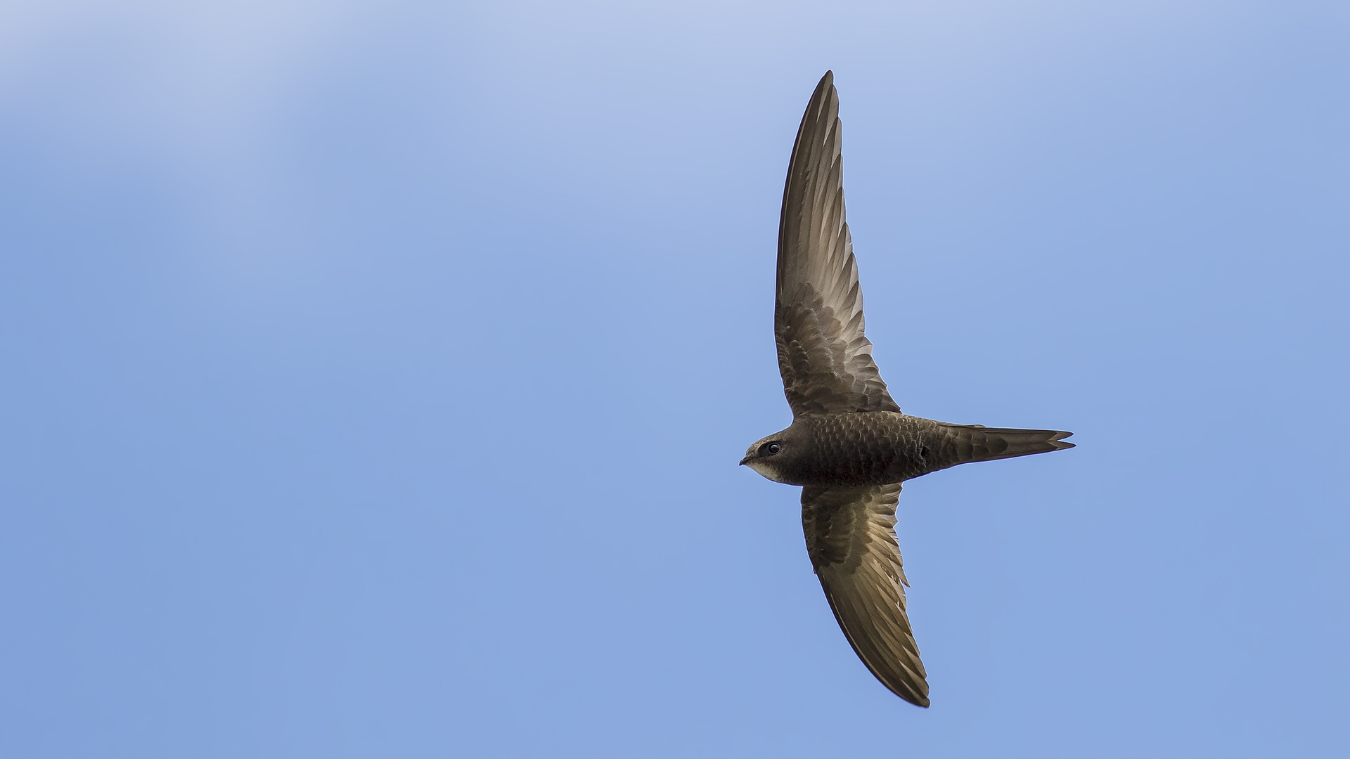 Common Swift — Ana fotoğraf