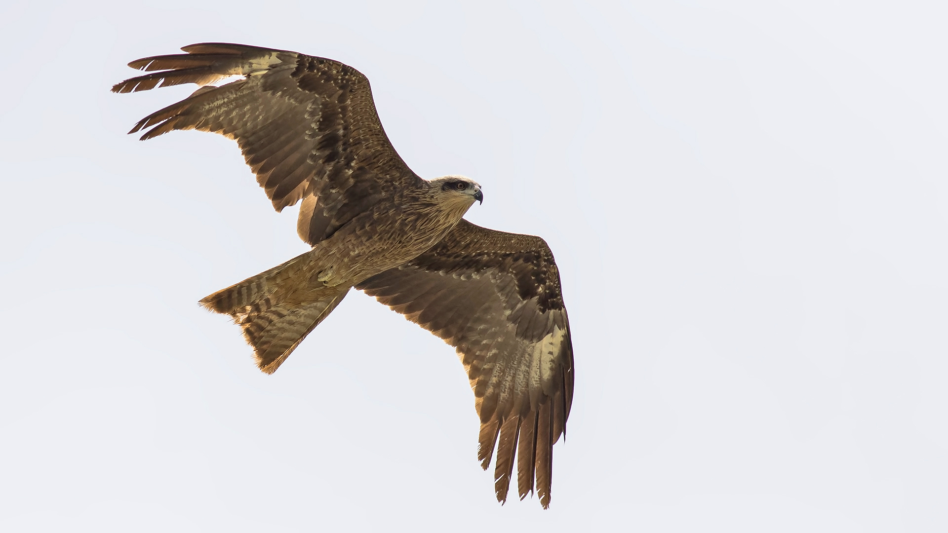 Black Kite