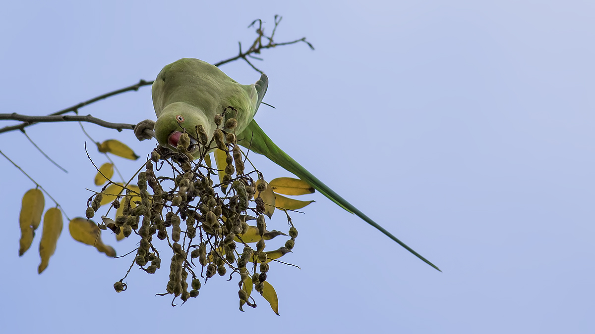 Rose-ringed Parakeet