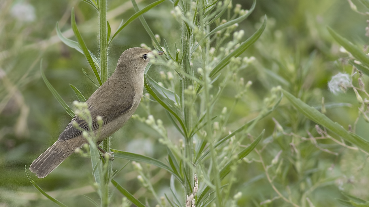 Booted Warbler