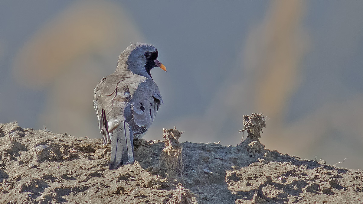 Namaqua Dove — Ana fotoğraf