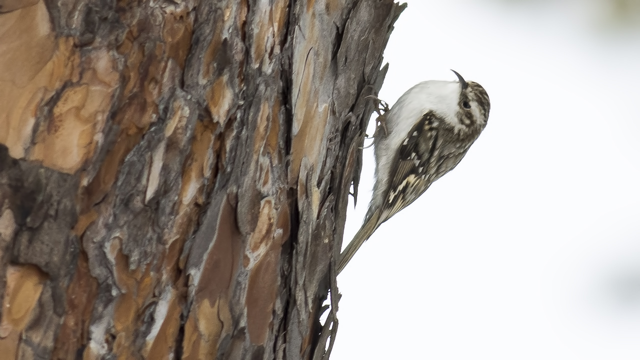 Eurasian Treecreeper