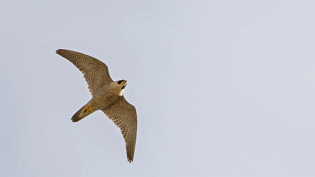 Peregrine Falcon