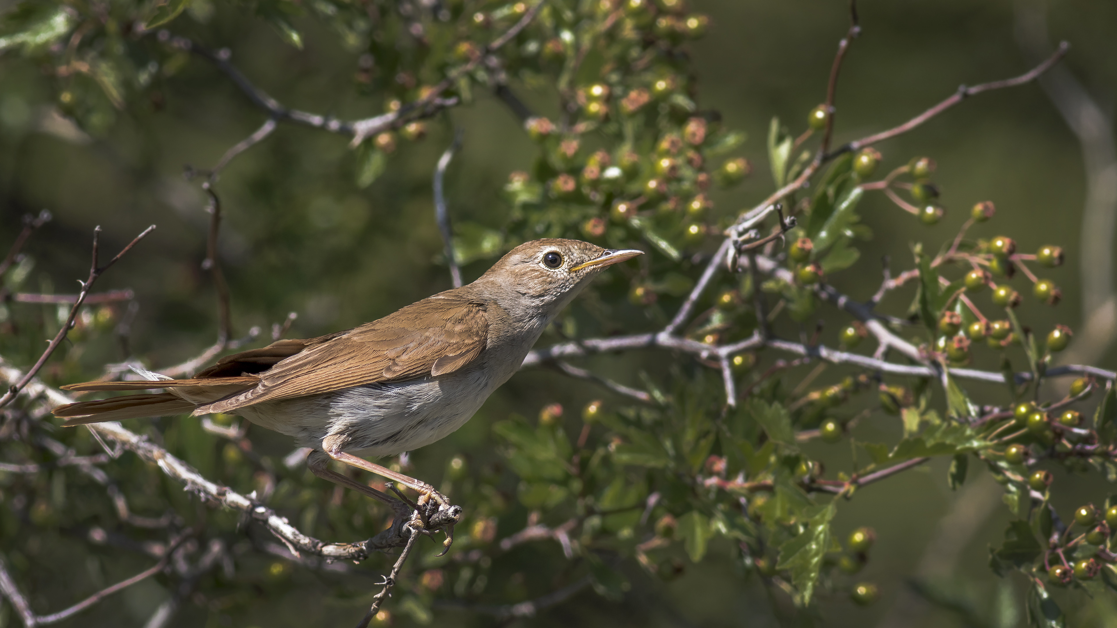 Common Nightingale