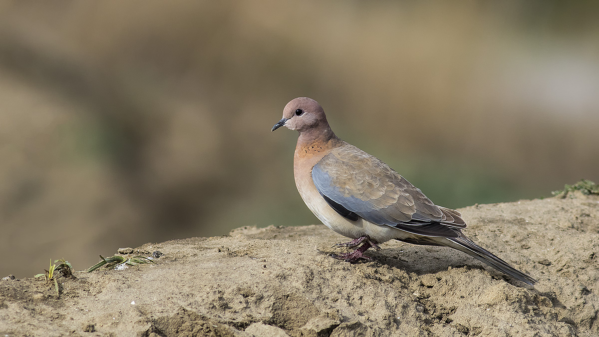 Laughing Dove