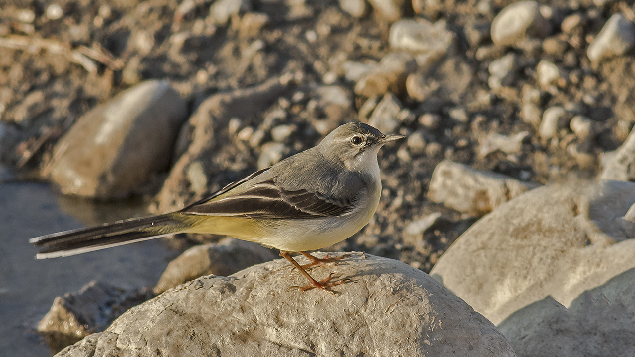 Gray Wagtail