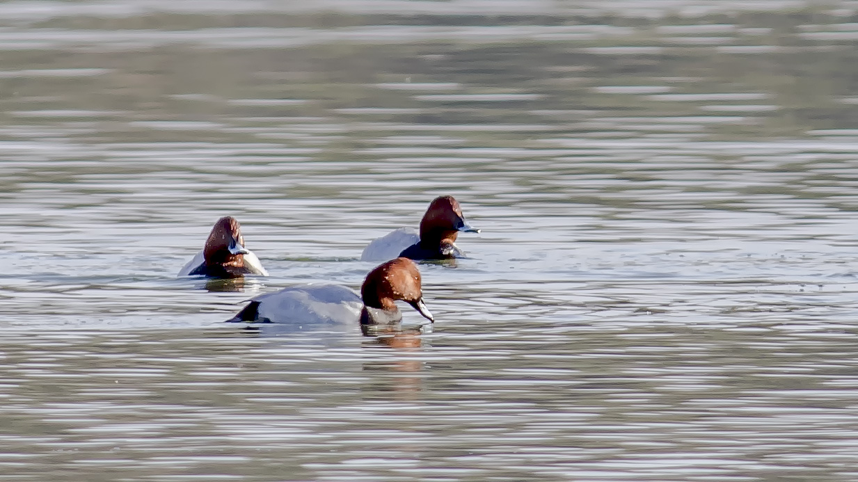 Common Pochard