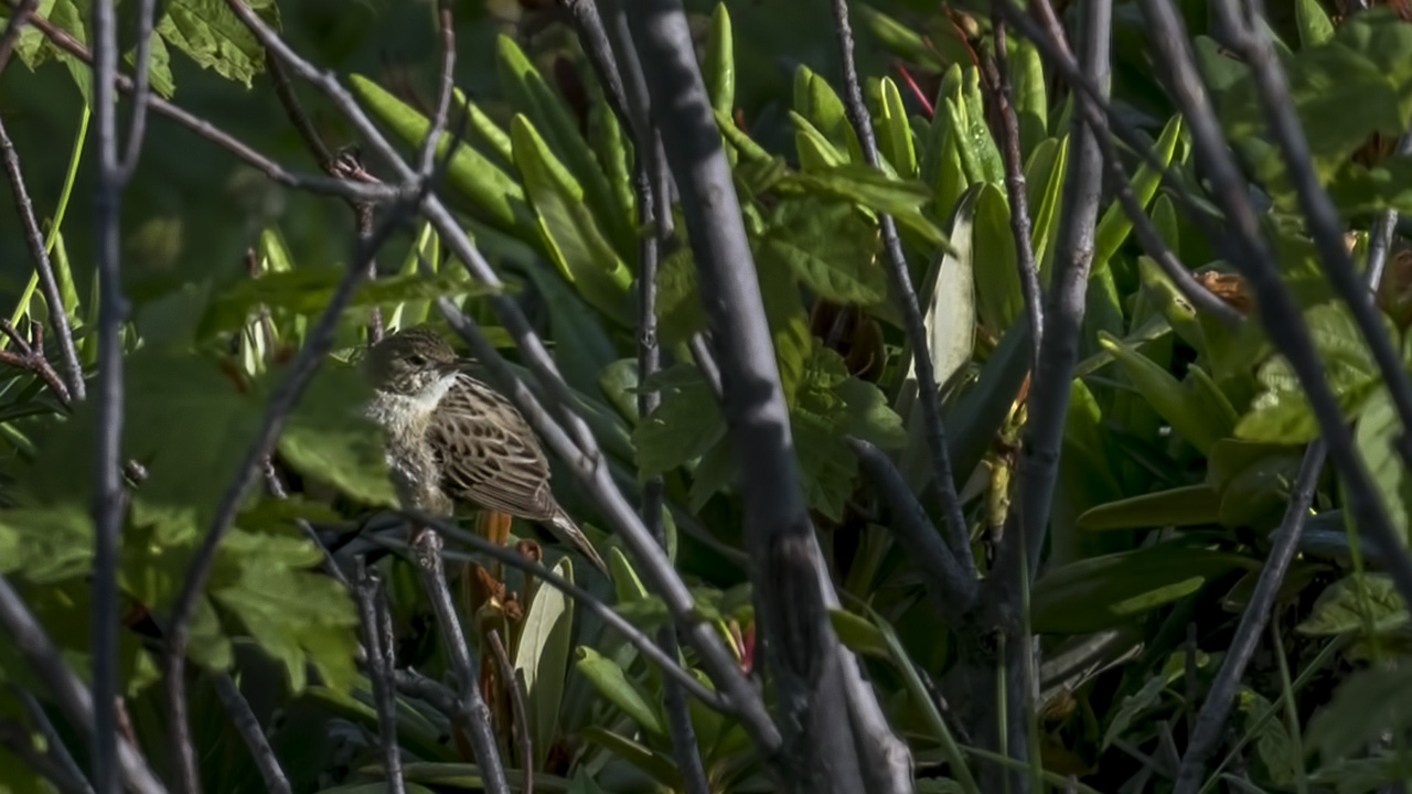 Common Grasshopper-Warbler